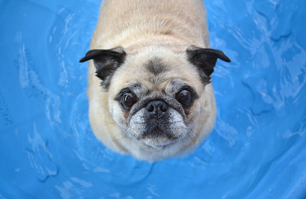 An image of a pug in water