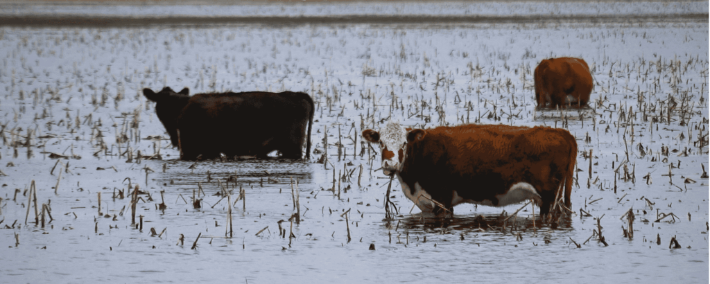 Flooding affecting farmland
