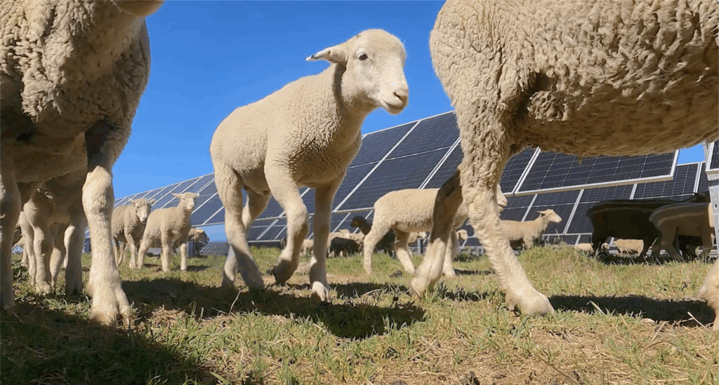 Solar and sheep