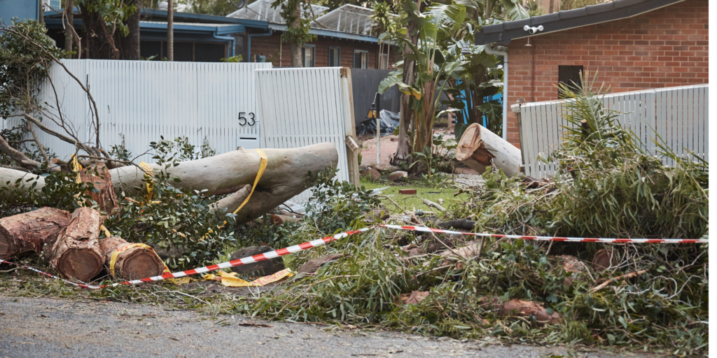 cyclone damage, tree fallen down, fences ruined