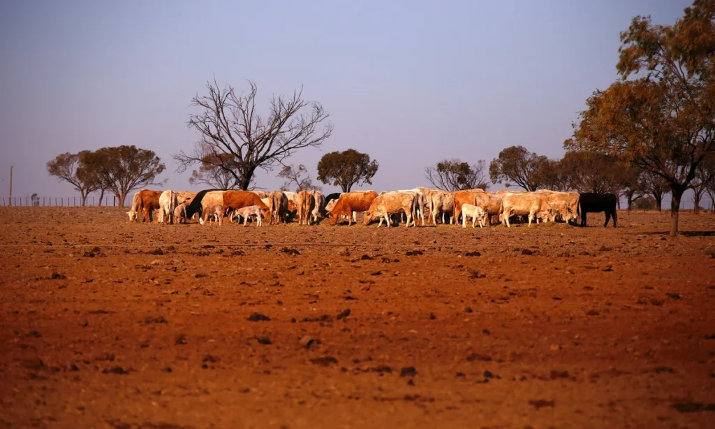 Australian farmland